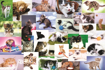 Poza cu PUZZLE TREFL 60 O LUME A PISICILOR