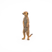 Poza cu PAPO FIGURINA SURICATA