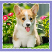 Poza cu PUZZLE TREFL 3IN1 CATELUSII ADORABILI