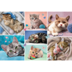 Poza cu PUZZLE TREFL 100 IN LUMEA PISICILOR