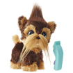 Poza cu CATELUL SHAGGY SHAWN